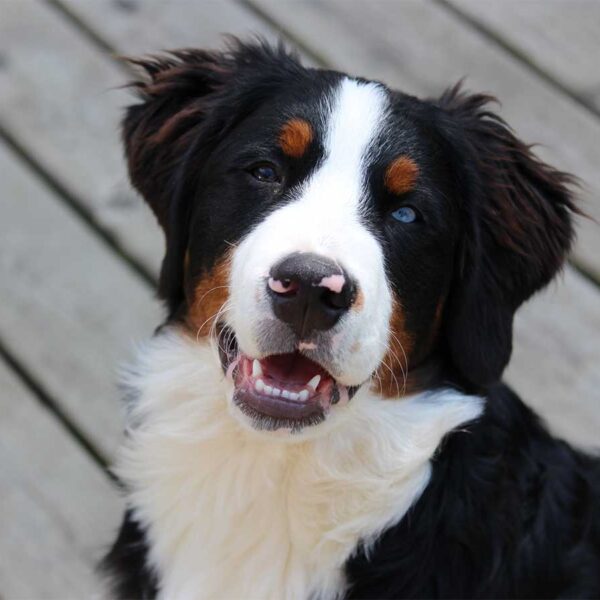 Secrets To Getting DOGS To Complete Tasks Quickly And Efficiently